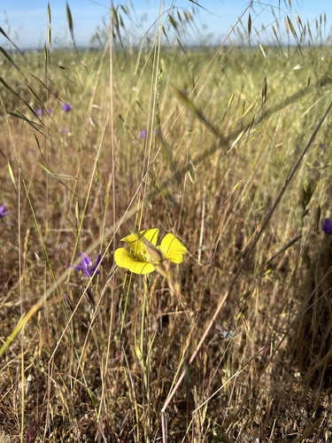 iNaturalist observation photo of Yellow Mariposa Lily