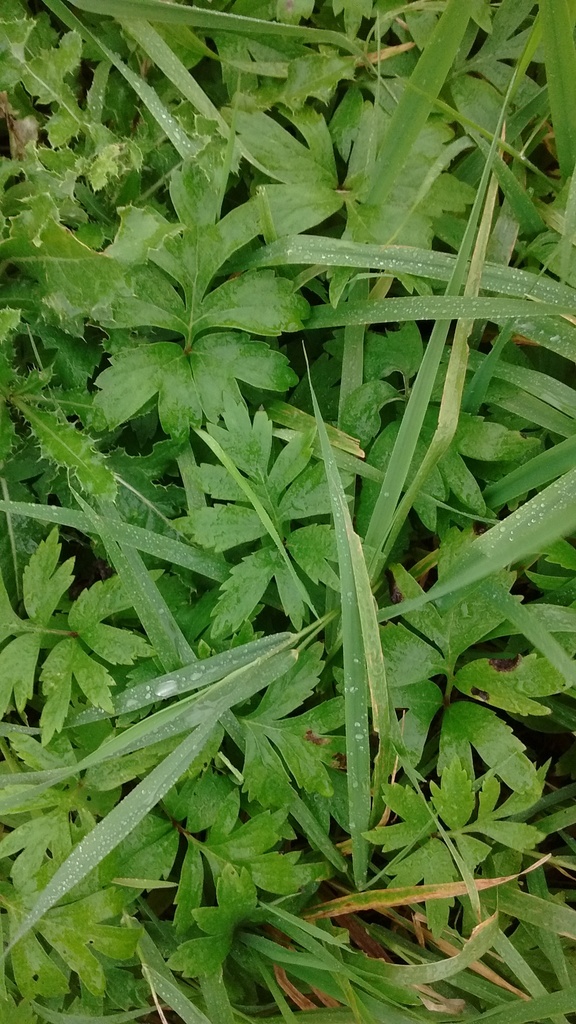 Virginia waterleaf from Clinton Falls, Minnesota on October 10, 2018 at