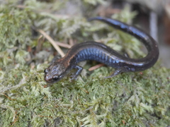 Plethodon elongatus