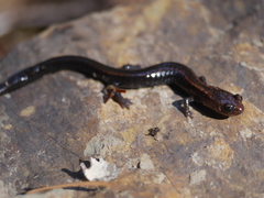 Plethodon elongatus