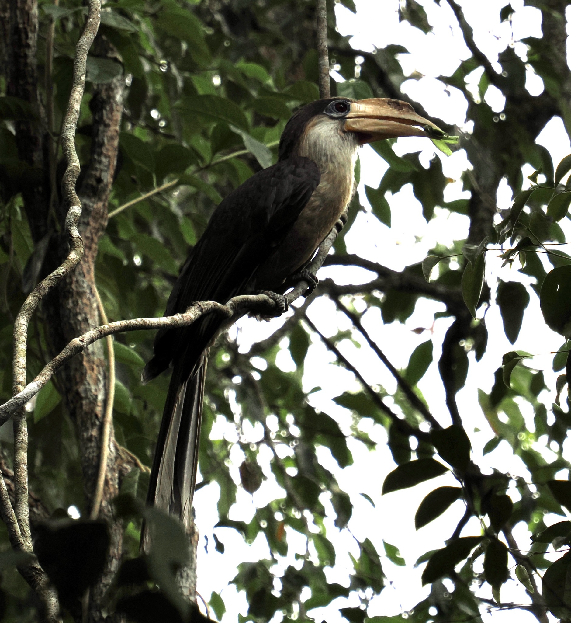 Austen's Brown Hornbill (Anorrhinus austeni), photo 3