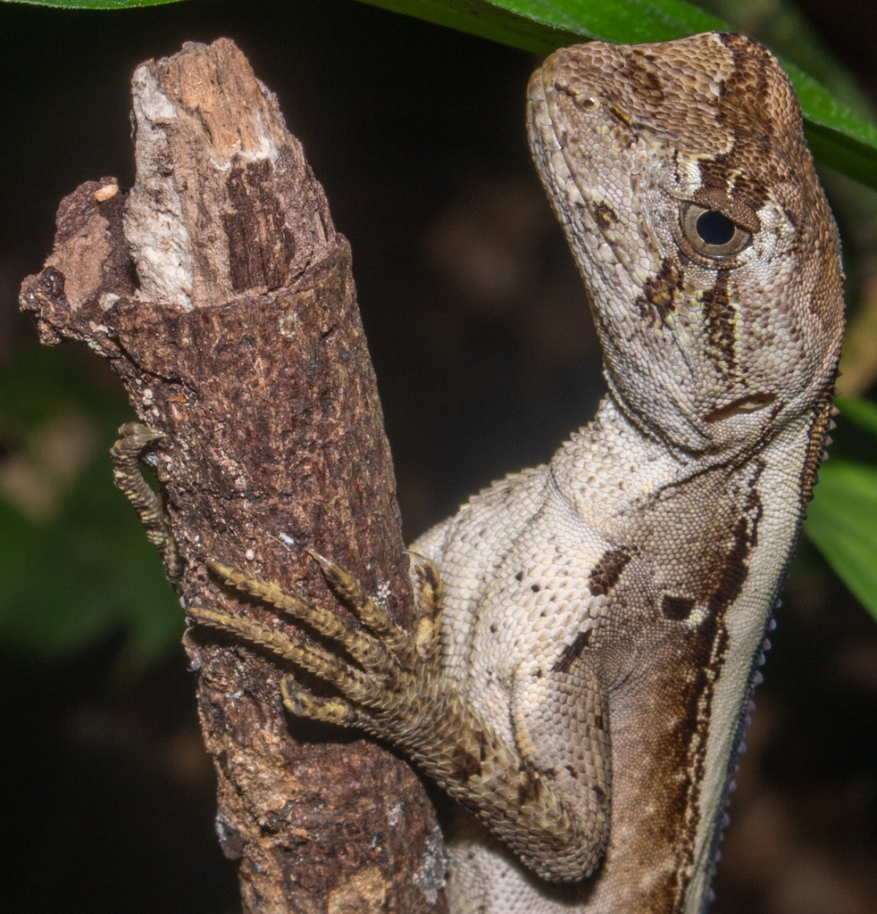 Brazilian Fathead Anole