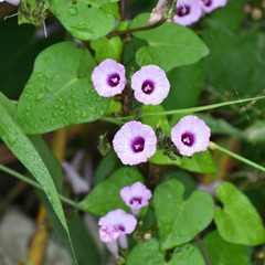 Ipomoea triloba