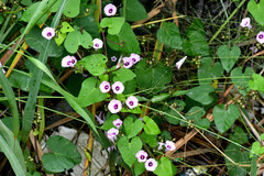 Ipomoea triloba