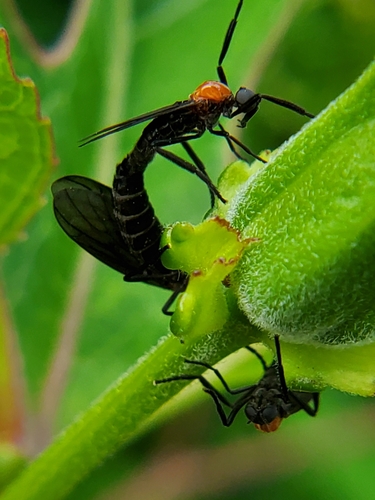 Common Lovebug photo 5