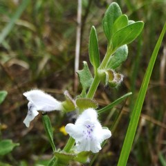 Scutellaria drummondii