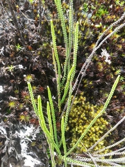 Image of Jamesonia rotundifolia