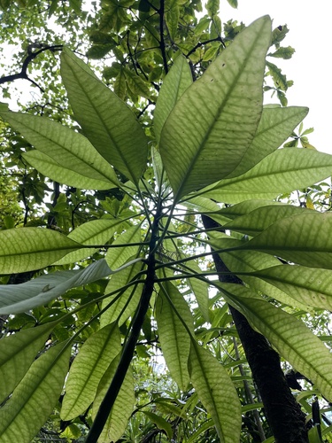 Charpentiera densiflora observed 2022-08-16