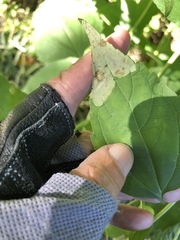 Calycomyza eupatoriphaga