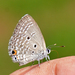 Plains Cupid - Photo (c) Arky1993, some rights reserved (CC BY-SA)