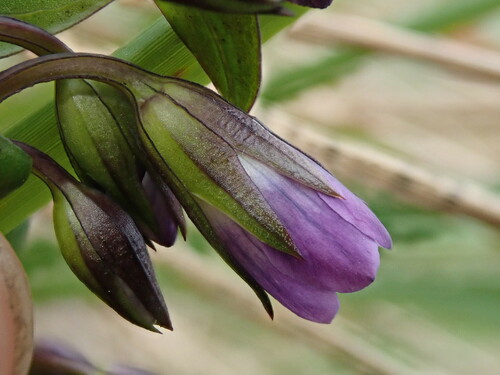 Gentianella oellgaardii