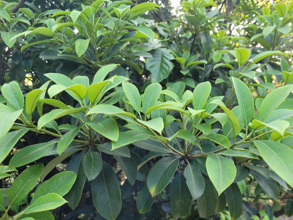 Daphniphyllum pentandrum