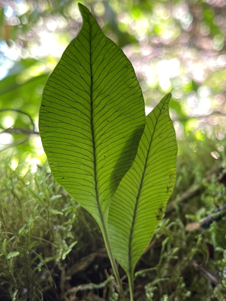 Elaphoglossum pellucidum