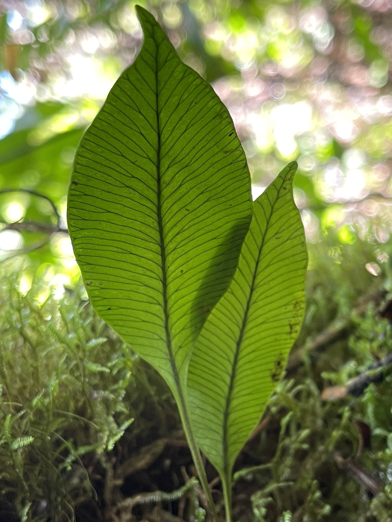 Elaphoglossum pellucidum