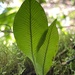 Elaphoglossum pellucidum - Photo 由 Matthew Kahokuloa, Jr. 所上傳的 (c) Matthew Kahokuloa, Jr.，保留部份權利CC BY-NC