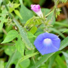 Ipomoea hederacea