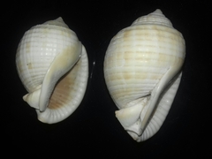 Semicassis undulata