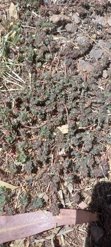 Image of Euphorbia velleriflora by (c) Norma Piedra, some rights reserved (CC BY)