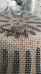 Sceloporus occidentalis