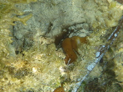 Chondrilla nucula