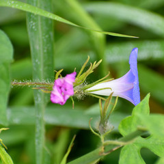 Ipomoea hederacea