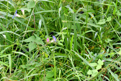 Ipomoea hederacea