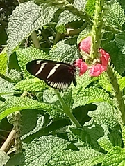 Heliconius sara theudela