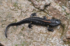 Chinese Warty Newt photo 1