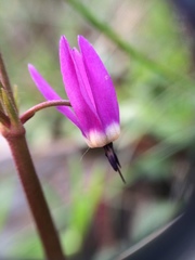Primula frigida