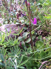 Primula frigida