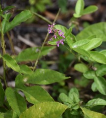 Desmodium lineatum