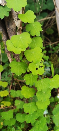 Image of Tropaeolum tuberosum by (c) Luis Fer JP, some rights reserved (CC BY)