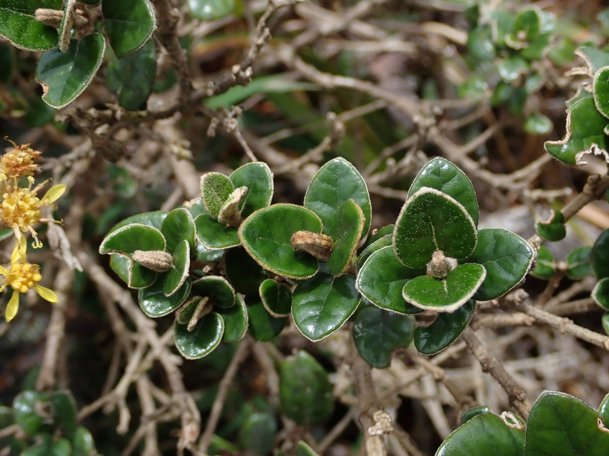 Gynoxys buxifolia image