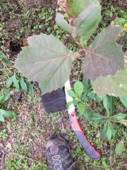 Platanus occidentalis