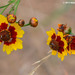 Plains Coreopsis - Photo (c) Roberto R. Calderón, some rights reserved (CC BY-NC), uploaded by Roberto R. Calderón