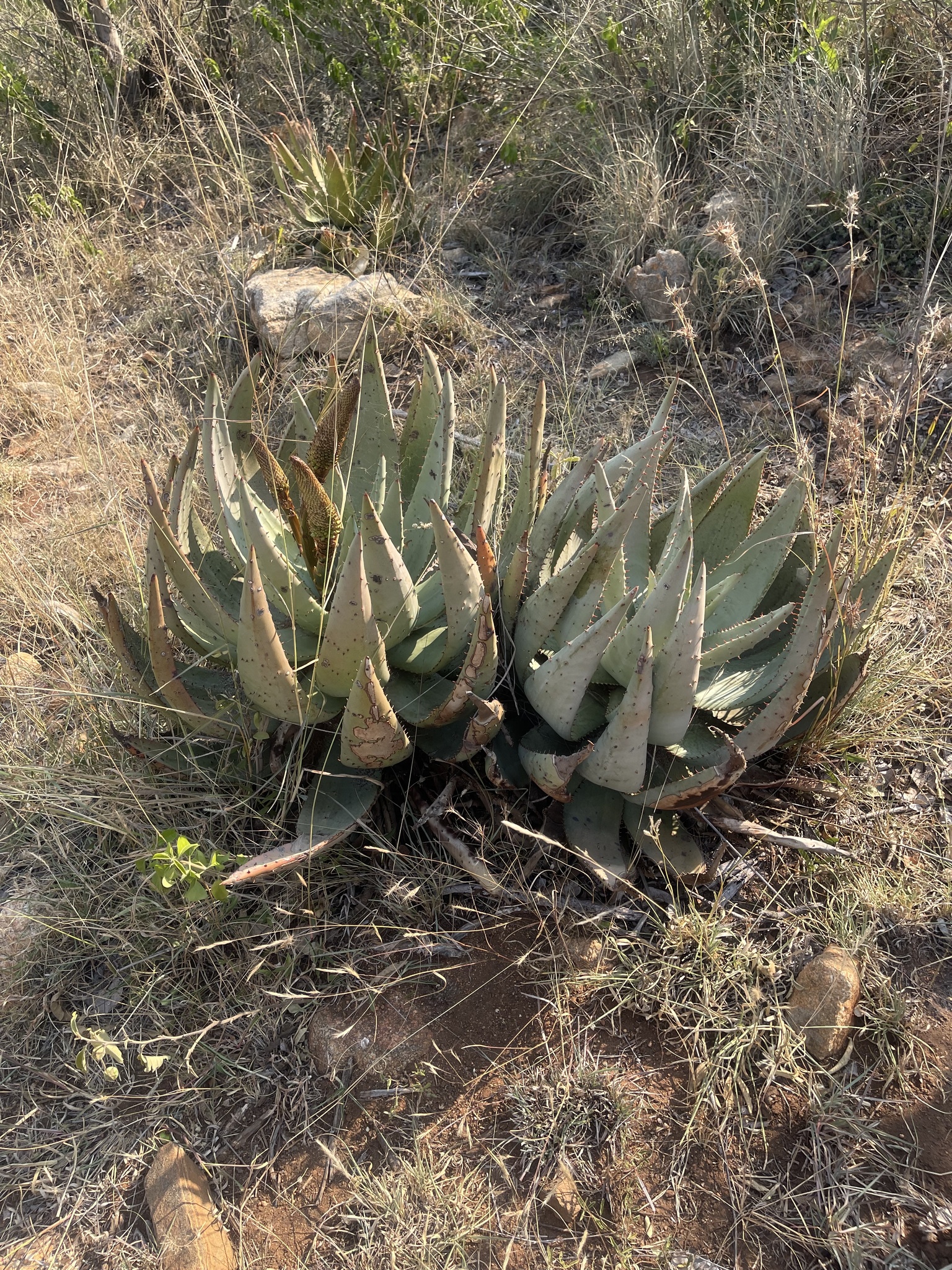 Imagem de Aloe espinhosa
