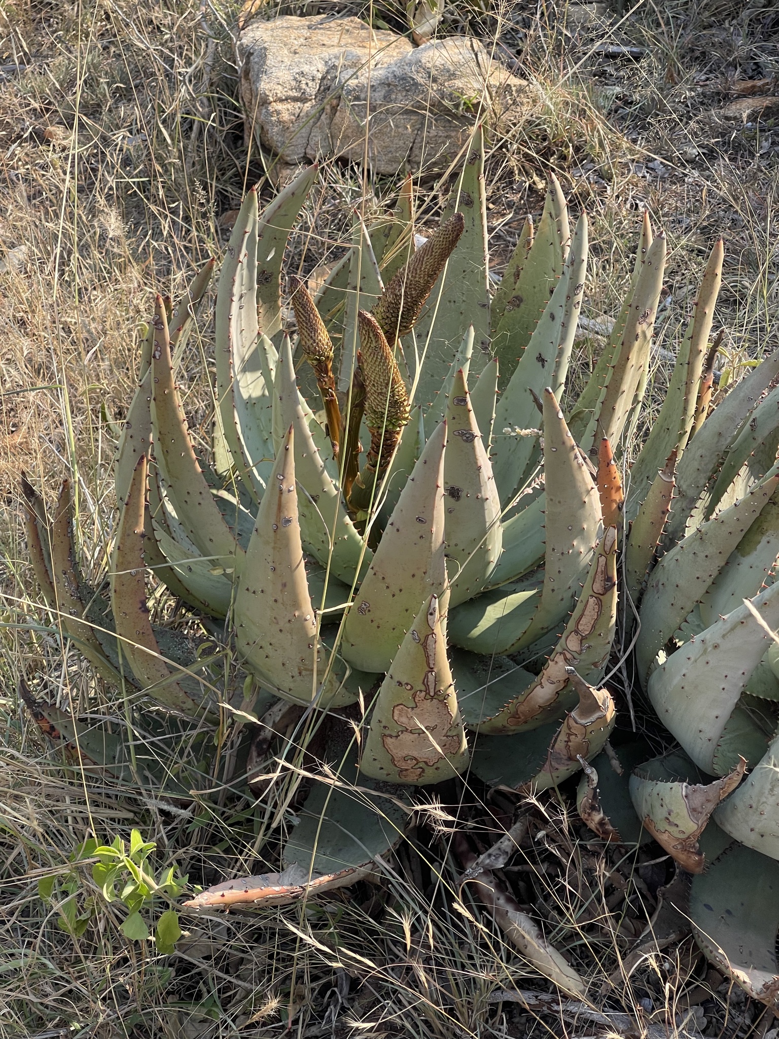 Imagem de Aloe espinhosa