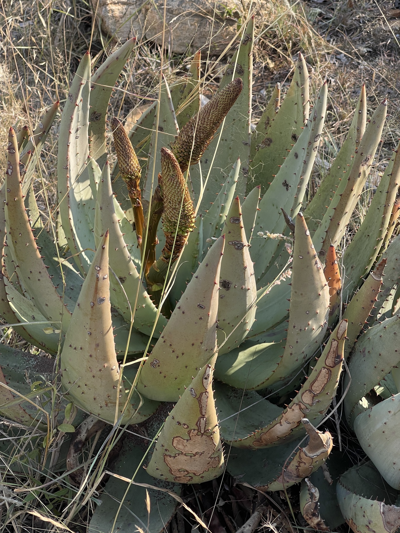 Imagem de Aloe espinhosa