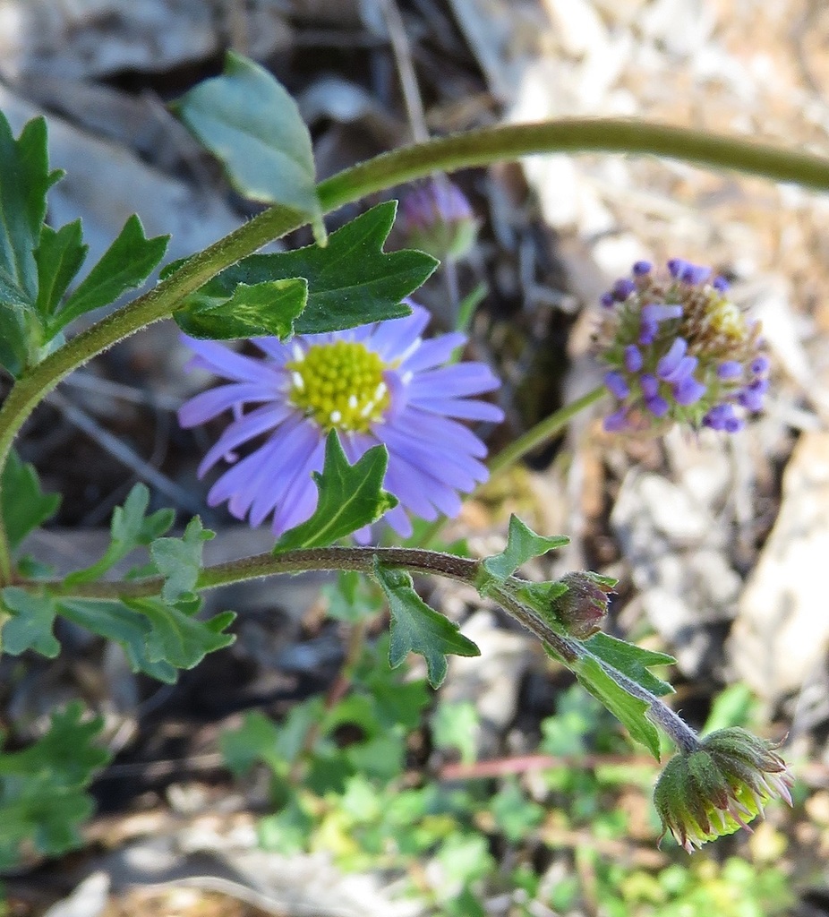 Purple Burrdaisy from Grenfell NSW 2810, Australia on March 02, 2023