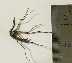 Psorophora howardii