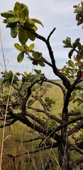 Palicourea rigida