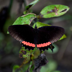 Biblis aganisa