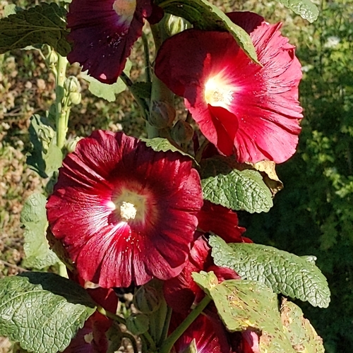 Alcea rosea