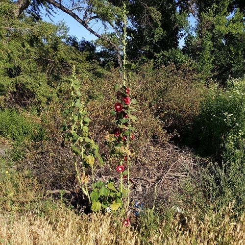 Alcea rosea