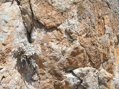 Pentanema verbascifolium