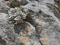 Pentanema verbascifolium