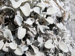 Pentanema verbascifolium