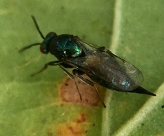 Ormyrus nitidulus