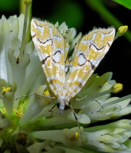Pondside Crambid Moth photo 6