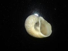 Naticarius stercusmuscarum